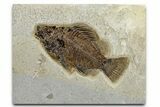 Detailed Fossil Fish (Cockerellites) - Wyoming #370864-1